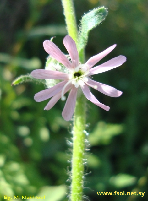 Silene dichotoma Ehrh.